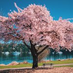 [경수] <b>시애틀</b>의 벚꽃이래요