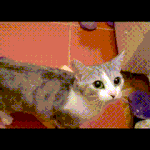 나 일본인 친구한테 만우절 장난 이렇게 쳤는데