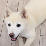 [이것좀봐줘] 귀여운 우리 강아지 조이를 <b>소개</b>하려고해!!