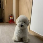 [강아지] 반려견 루찌  <b>비숑</b>프리제 보구가용