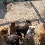 [강아지] 3개월 꼬맹이들 <b>접종</b> 좀 도와주세요