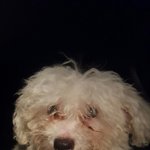 [강아지] 우리집 망고 이야기 :)