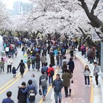 서울 대표 여의도 윤중로 벚꽃축제 2틀뒤 개막