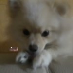 + 나두 울 집 <b>포</b>메 자랑 좀 해도 되<b>닝</b>