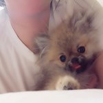 우리포메나도<b>자랑</b>