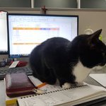 [고양이] 우리 사무실 악독한 <b>주인</b> 폭로합니다