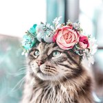 <b>화관</b>을 쓴 멍냥이들