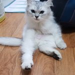 [고양이] 저도 자랑한번 해볼랍니다 귀여운 고냥이 <b>초롱</b>이를 소개할께요^^