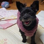 [강아지] 엄마 <b>나</b>는 <b>안</b> 데려가요?