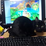 [드루와] 우리집 고양이만큼 방해 개쩌는 고양이 있음?