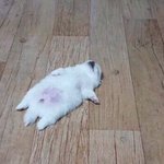 <b>좁쌀</b> 피부과가면