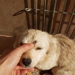 [강아지] 손톱만한 진드기를 잔뜩 달고온 아이들