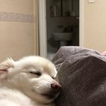 [강아지] 구름이 4탄 (잠자고 있는 구름 <b>특집</b>)