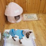 [강아지] 전신<b>피부병</b> 베컴이 소식