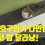 처음봤는데 밥 달라우는 길고양이..ㅎㅎ
