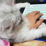 저도 자랑한번 해볼랍니다 귀여운 고냥이 <b>초롱</b>이를 소개할께요^^ 2탄