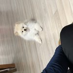 [댓글부탁해] 이게 바로 개청<b>순상</b>이지 ㅇㅇ