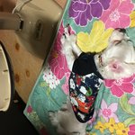 [드루와] 우리집 강아지 <b>뜨뜻</b>한거 개좋아함