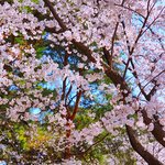 [이것좀봐줘] 30대 <b>중반</b> 아저씨 감성으로 찍은 벚꽃 사진 보고...