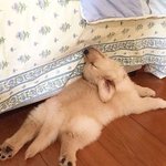 우리집 <b>이사</b>가는데 이유가 뭐냐면