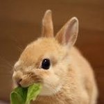 딱풀이 <b>꺼만</b>