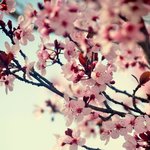 <b>꽃놀이</b>