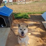 [강아지] 대형견아이들 좀 살려주세요