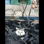 공장 <b>방해</b>꾼 고양이