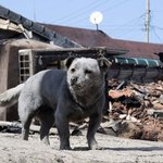 [댓글부탁해] 속초 <b>산불</b>로 집과 주인을 잃은 아기 강아지