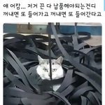 공장 방해꾼 고양이