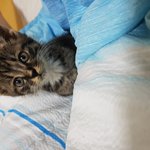 [고양이] 울집 냥<b>아치</b>들