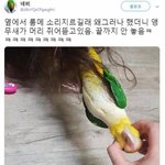 [댓글부탁해] 앵무새 키우다 <b>참사</b>