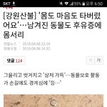 <b>산불</b>로 통구이될뻔한 강아지ㄷㄷ