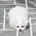 [댓글부탁해] 오팔펄 글리터 추천좀