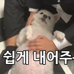 [드루와] <b>보물섬</b> 김동현네집 갱얼쥐 존내기여움 ㅜㅜ