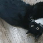 [고양이] 우리 사무실 악독한 주인 복수방법