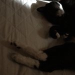 고양이<b>젤리</b>말랑ㅁㄹ랑ㅅ