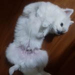 나 <b>앞집</b> 강아지 3일 맡아준ㄴ는데;;;