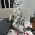 [드루와] 울고양이 <b>이</b> <b>자세</b> ㄹㅇ사람같음ㅋㅋㅋㅋ