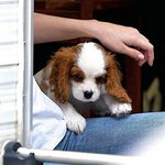 [모두드루와] 셀레나 고메즈가 키우는 <b>존귀탱</b> 강아지