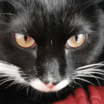 [고양이] 사무실 악독한주인. 사랑과전쟁