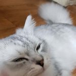 저도 자랑한번 해볼랍니다 귀여운 고냥이 <b>초롱</b>이를 소개할께요^^ 3탄
