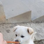 [강아지] <b>간식</b>  앞에 자존심  따윈 버렸개