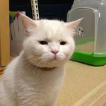 [모두드루와] 냥<b>덕후</b>들이 환장한다는 고양이 가자미눈