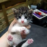 [고양이] 내 이름은 마리, <b>로저</b>누나 동생이죠!