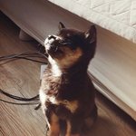 [강아지] 자그마한 시바견 블랙탄 <b>쿠마</b>...