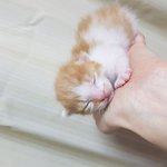 [고양이] [고양이] 우리집 삼냥이들