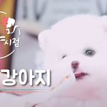 <b>힐링</b>하세요. 심쿵 강아지 영상