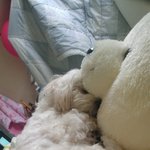 [강아지] 동생 잔다