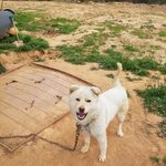 [강아지] <b>순딩</b>이 백구아이 입니다